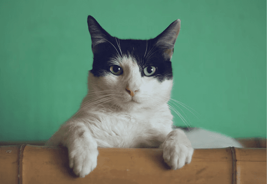 Cat getting status updates