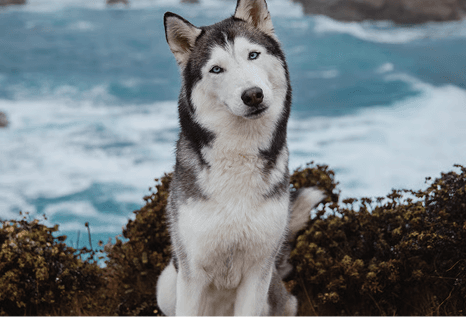 Siberian Husky in nature